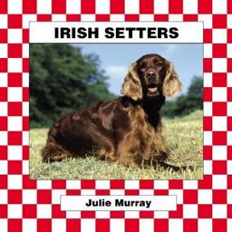 Irish Setter