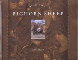 Bighorns