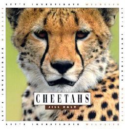 Cheetahs Cheetahs