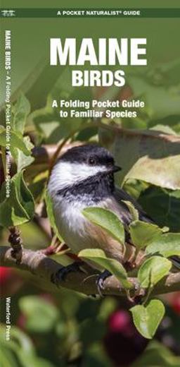 Maine Birds Maine Birds