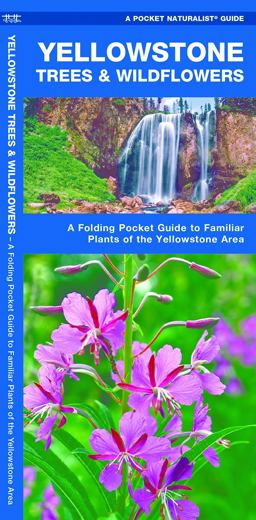 Yellowstone Trees and Wildflowers Yellowstone Trees and Wildflowers