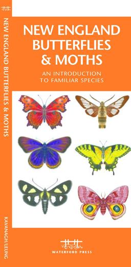 New England Butterflies and Moths