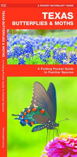 Texas Butterflies and Moths