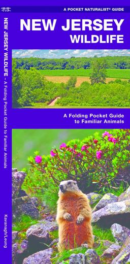 New Jersey Wildlife New Jersey Wildlife