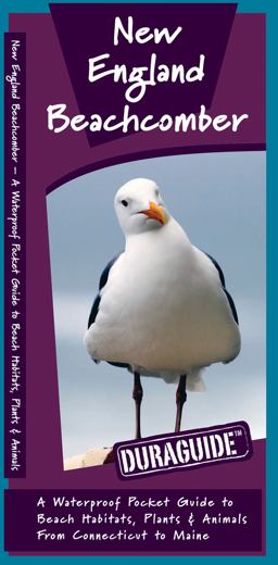 New England Beachcomber