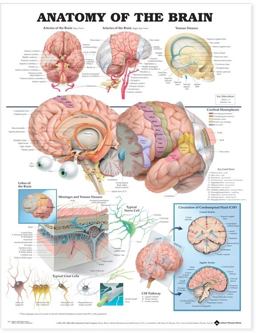 Anatomy of the Brain Anatomical Chart  9781587790904 Front Cover