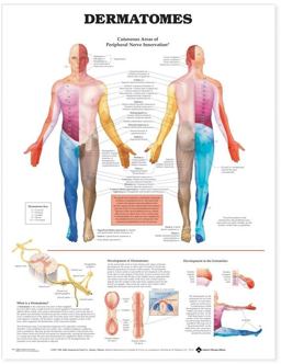 Dermatomes Anatomical Chart  9781587791123 Front Cover