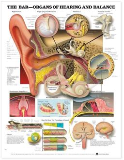 Ear: Organs of Hearing and Balance Anatomical Chart  9781587791215 Front Cover