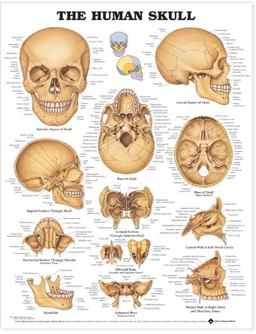 Human Skull Anatomical Chart  9781587791680 Front Cover