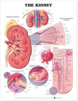 Kidney Anatomical Chart  9781587791727 Front Cover