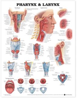 Pharynx and Larynx Anatomical Chart  9781587791819 Front Cover