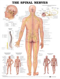 Spinal Nerves Anatomical Chart  9781587792052 Front Cover