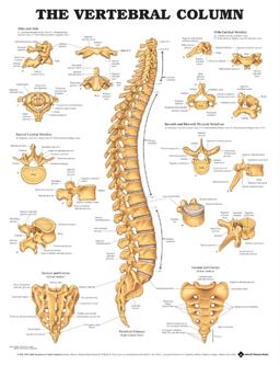 Vertebral Column Anatomical Chart  9781587792113 Front Cover
