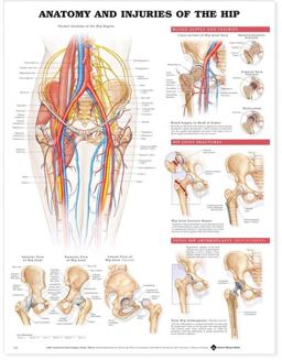 Anatomy and Injuries of the Hip Anatomical Chart  9781587793820 Front Cover