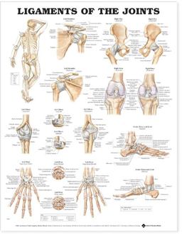 Ligaments of the Joints Anatomical Chart  9781587794667 Front Cover