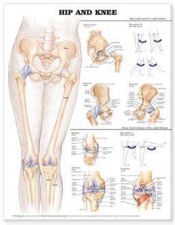 Hip and Knee Anatomical Chart 2nd 9781587798658 Front Cover