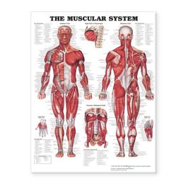 Muscular System Giant Chart  9781587799815 Front Cover