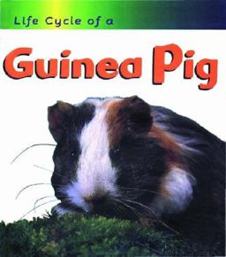 Guinea Pig