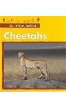 Cheetahs Cheetahs
