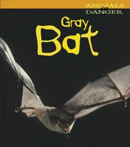 Gray Bat