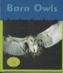 Barn Owls