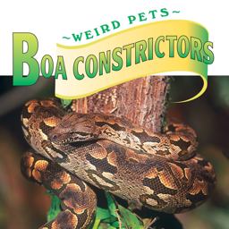 Boa Constrictors Boa Constrictors