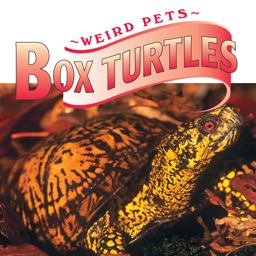 Box Turtles Box Turtles
