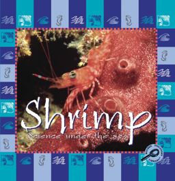 Shrimp Shrimp