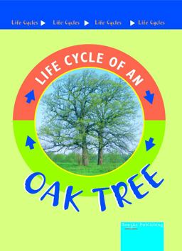 Oak Tree