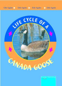 Canada Goose
