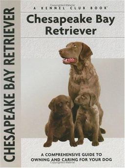 Chesapeake Bay Retriever