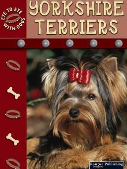 Yorkshire Terriers Yorkshire Terriers