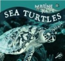 Sea Turtles Sea Turtles