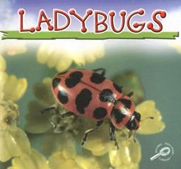 Ladybugs