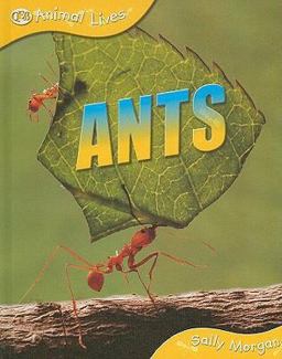 Ants