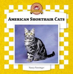 American Shorthair Cats American Shorthair Cats