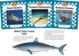 Sharks - What They Look Like