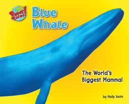 Blue Whale Blue Whale