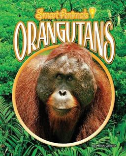 Orangutans