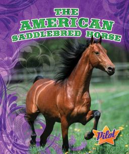 The American Saddlebred Horse