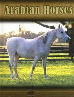 Arabian Horses Arabian Horses