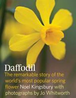 Daffodil Daffodil