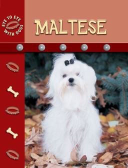 Maltese Maltese