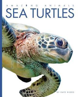 Sea Turtles