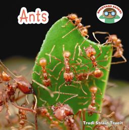 Ants