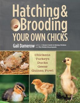 Hatching and Brooding Your Own Chicks Chickens, Turkeys, Ducks, Geese, Guinea Fowl  9781612120140 Front Cover