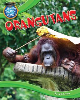 Orangutans Orangutans