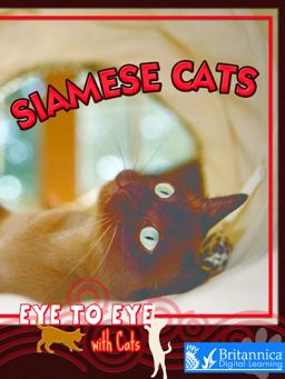 Eye to Eye with Cats