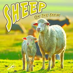 Sheep on the Farm
