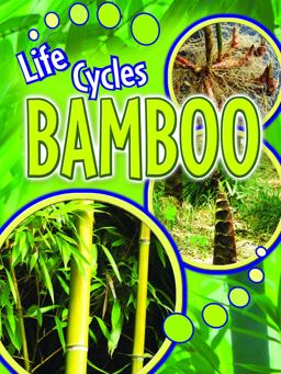 Bamboo